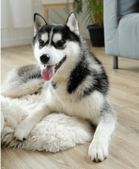 Alaskan Malamute Price in the Philippines (2024) .